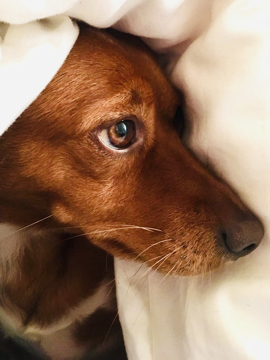 Situationen, die ein Trauma bei Deinem Hunde auslösen können