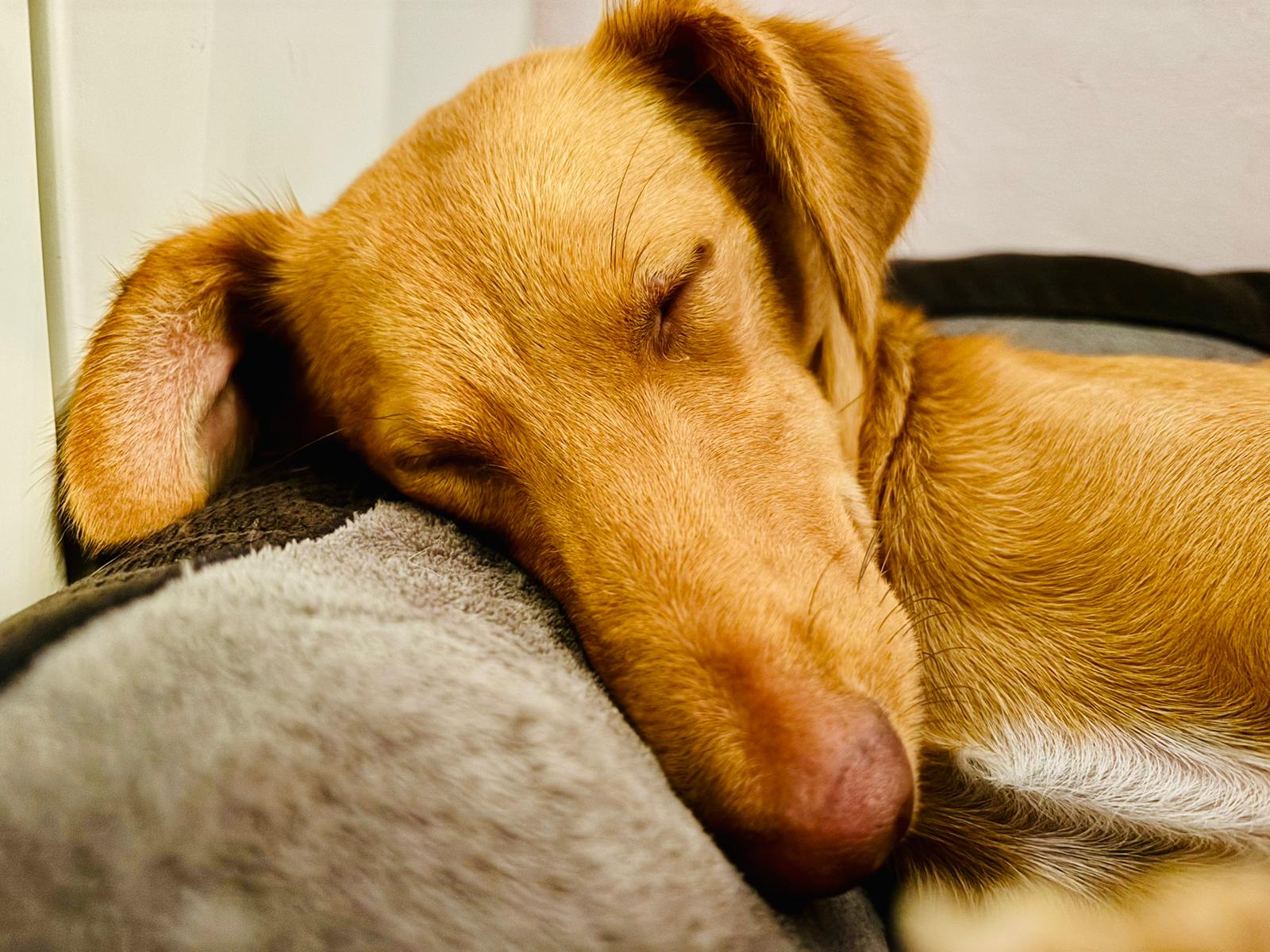 Das ist Nubi meine Podenca-Mix (Teil 1)