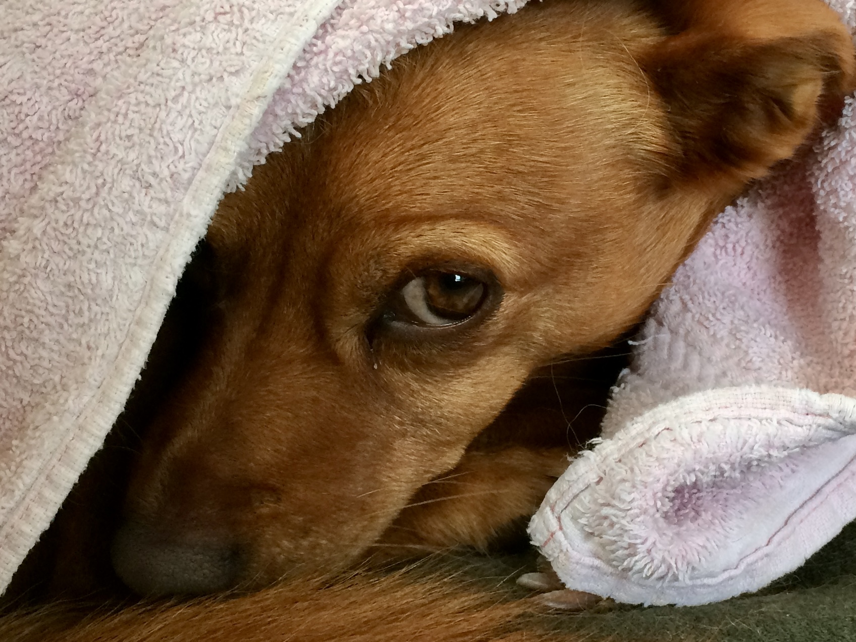 Was ist eigentlich ein Trauma beim Hund?